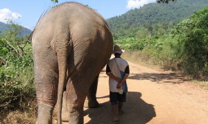 Walking with Elephants in Thailand