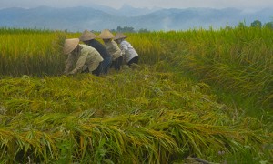 Fabulous Photo Shoot: Vietnam Rice Paddies