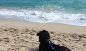 Traveling to DesignDestinations with your Dog