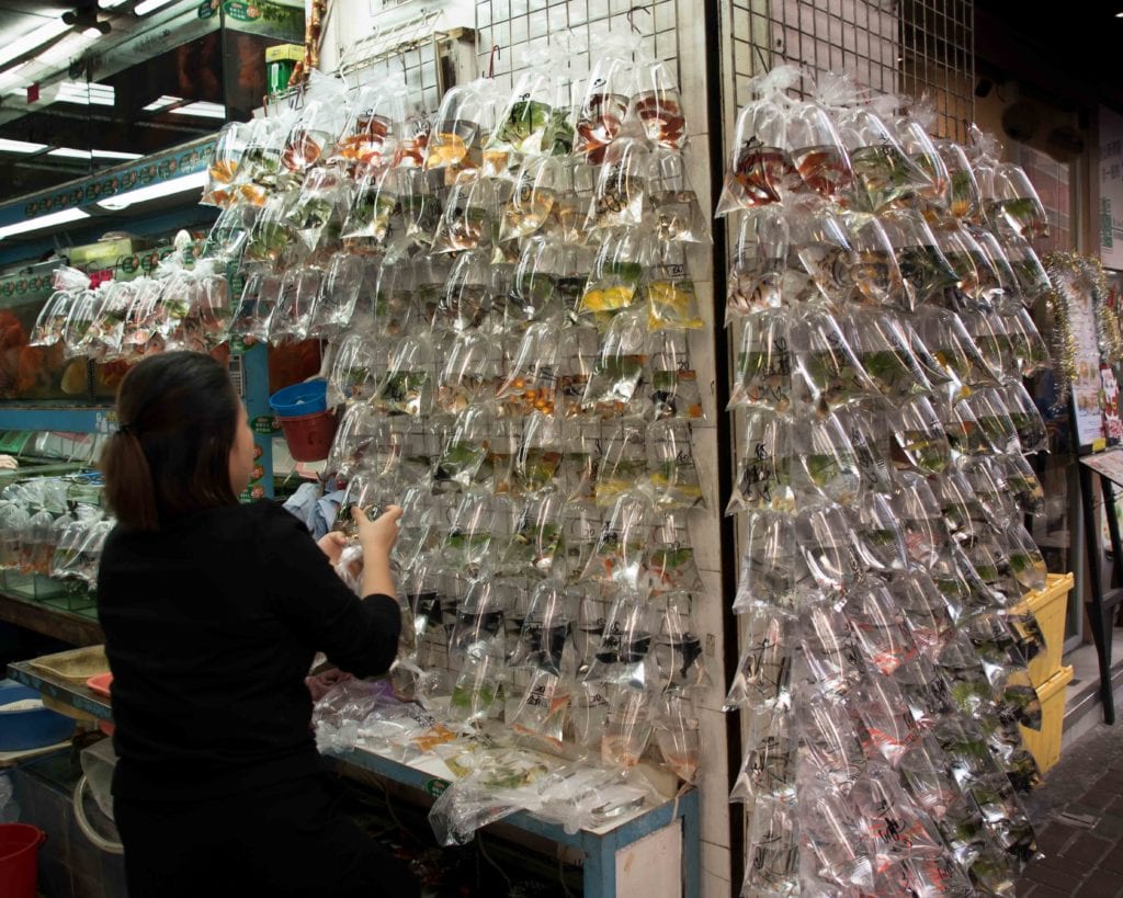 Hong Kong Goldfish Market
