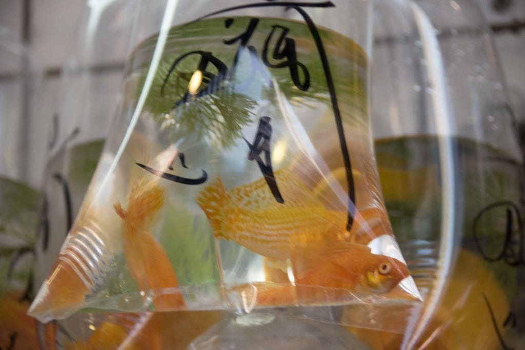 Hong Kong Goldfish