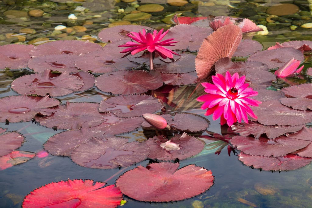 Chi Lin Nunnery Hong Kong