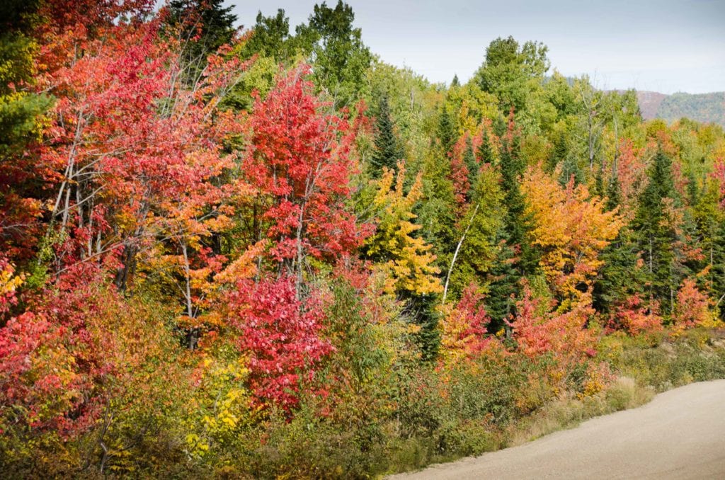 Fall Colors 