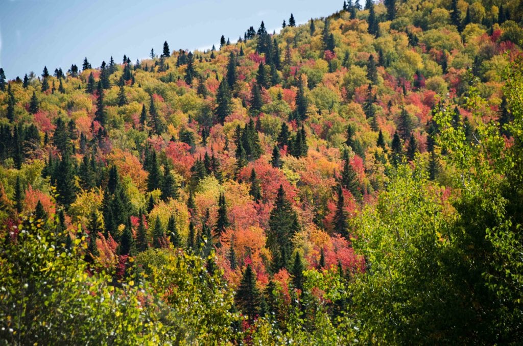 Fall Colors 