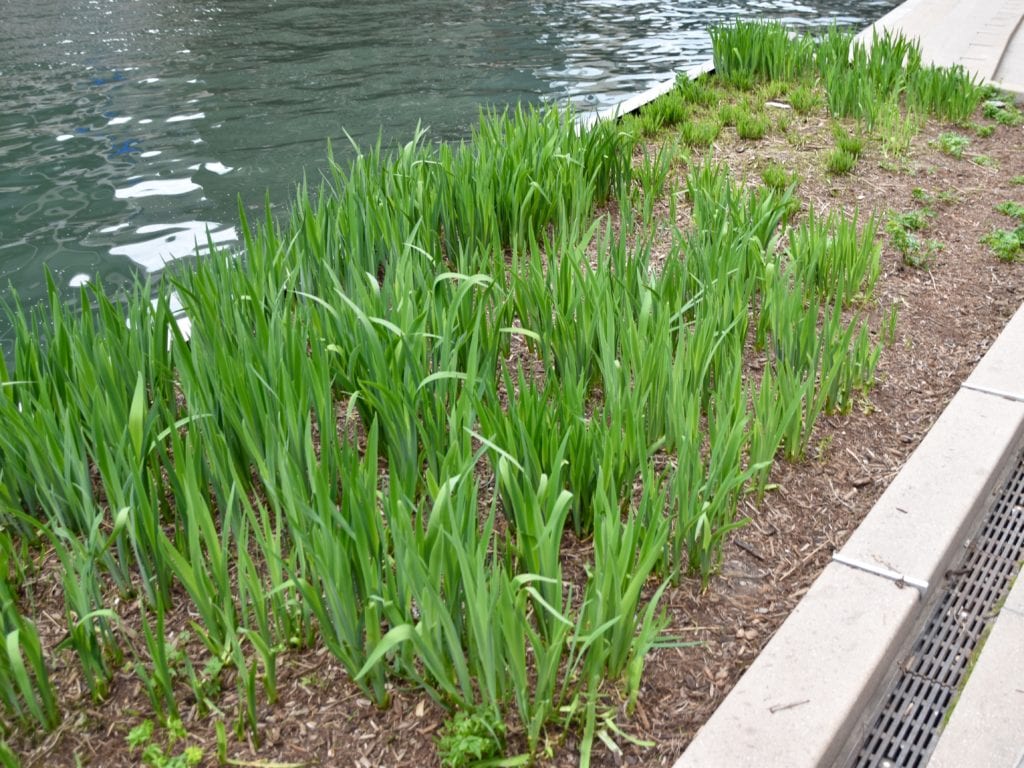 Chicago Riverwalk 