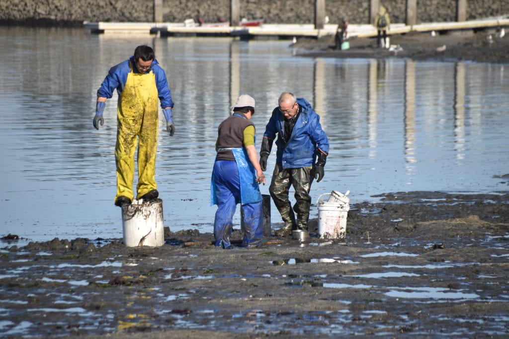Digging for clams 