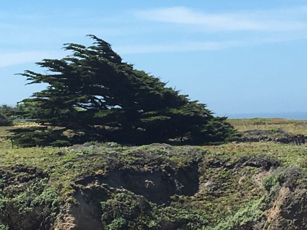 Wind swept Tree on Half Moon Bay Coast line 