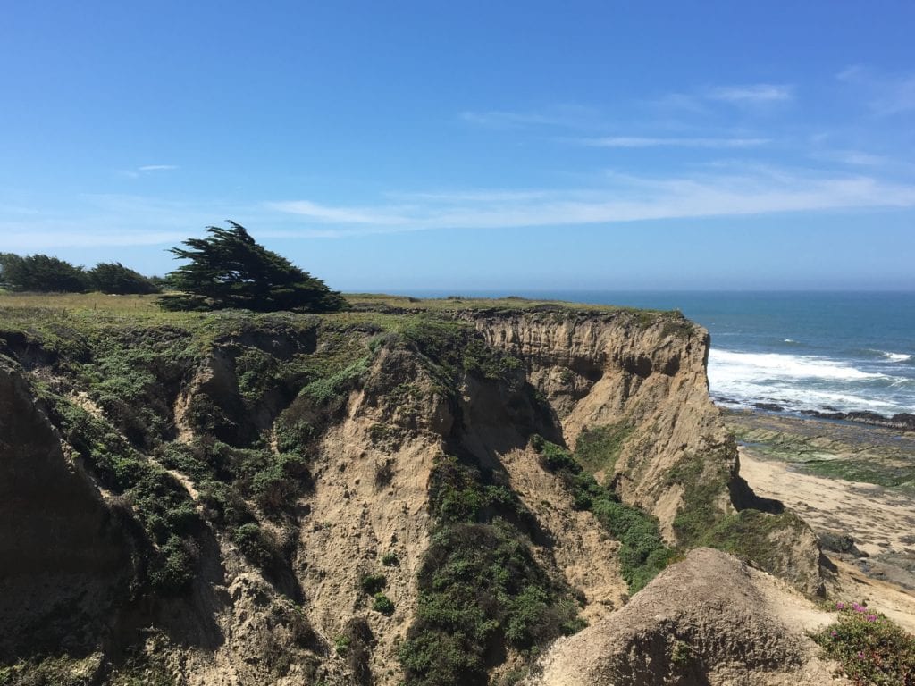 Wind swept Tree on Half Moon Bay Coast line 