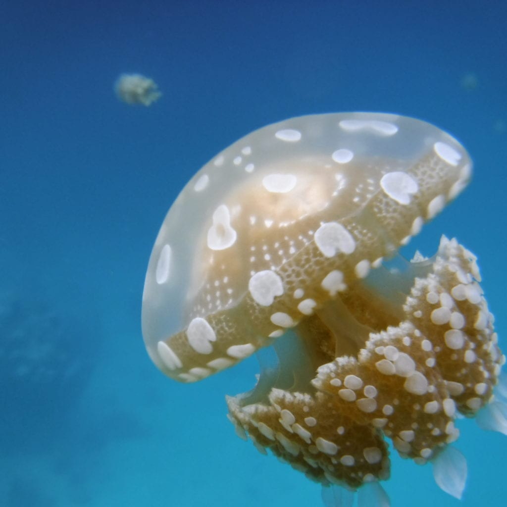 In this marine lake, we were surrounded by harmless jellyfish.