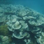 Palau: coral 