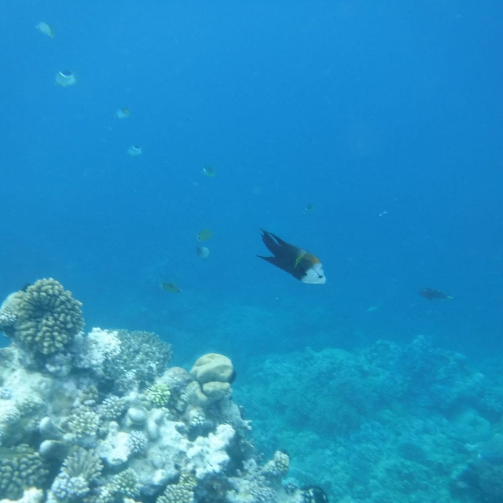 Palau