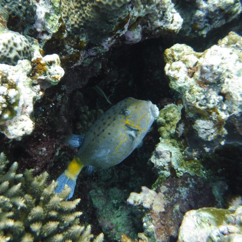 Palau: Box Fish 