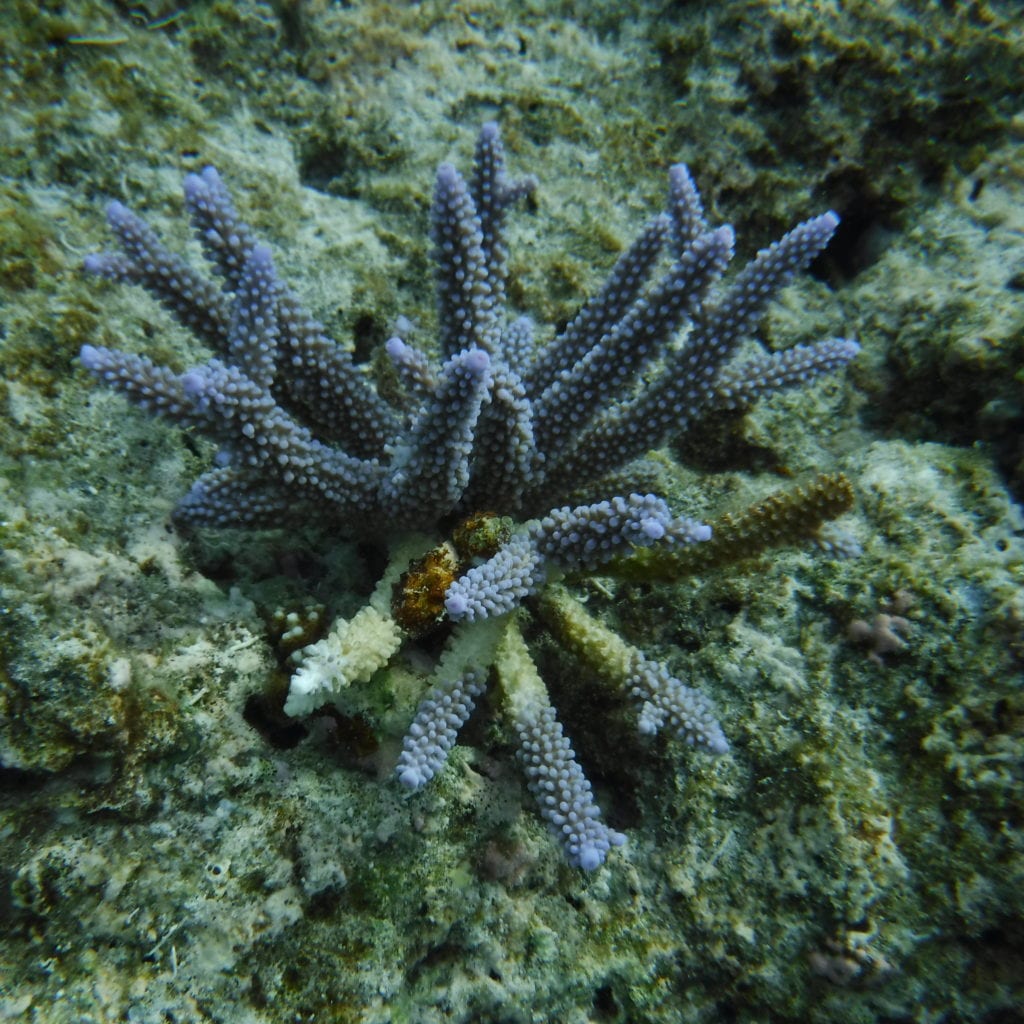 Palau:blue coral 