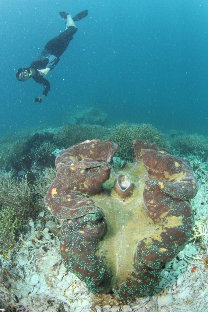 Caption: Kate dives to see a giant clam. Credit: Ron Leidich