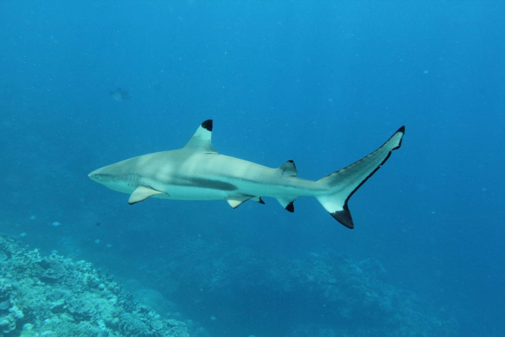 Caption: Black-tipped Shark! (Harmless.) Credit: Ron Leidich