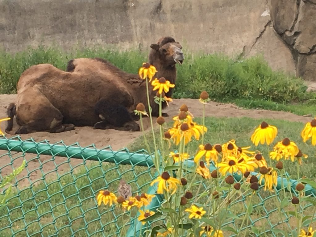 Lincoln Park Zoo 