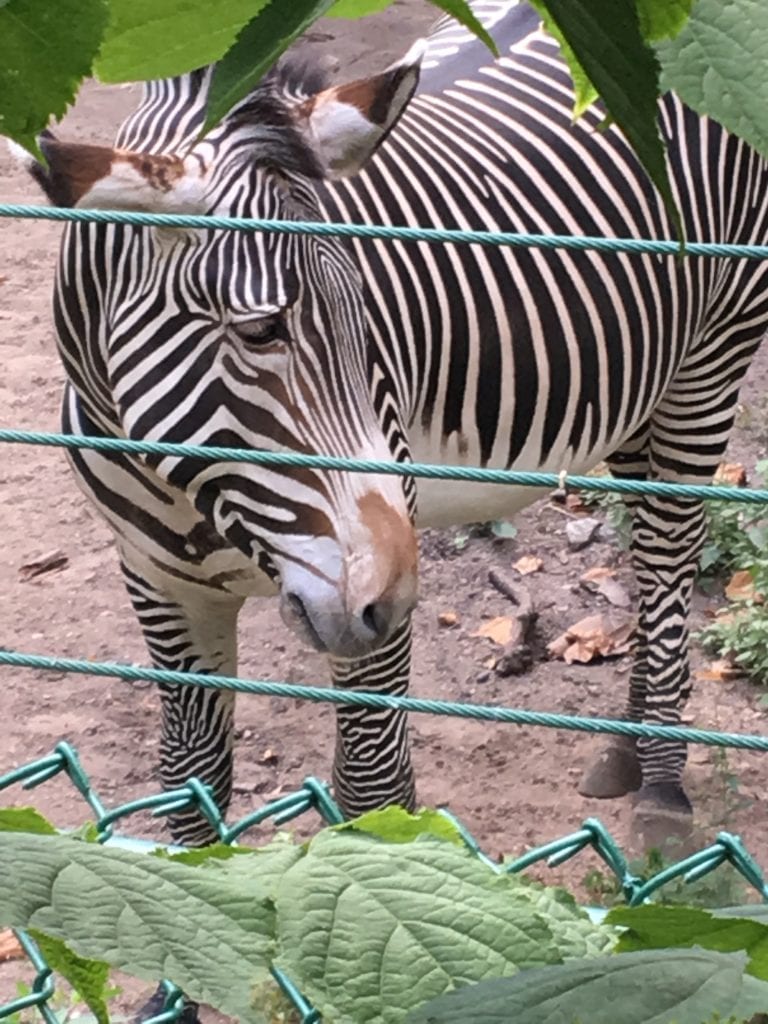 a zebra at the Lincoln Park Zoo 