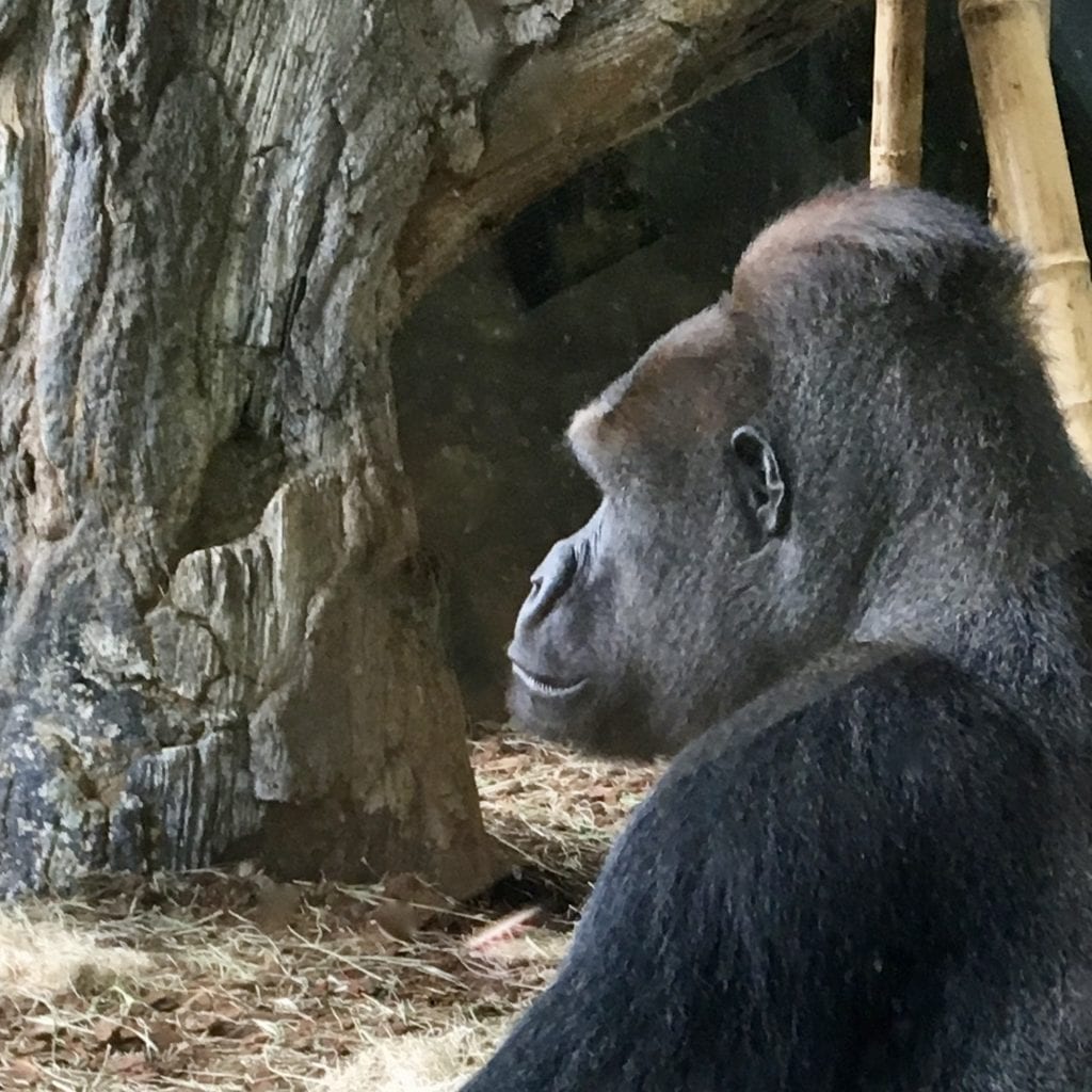 Lincoln Park Zoo 