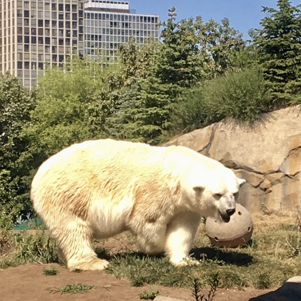Lincoln Park Zoo 