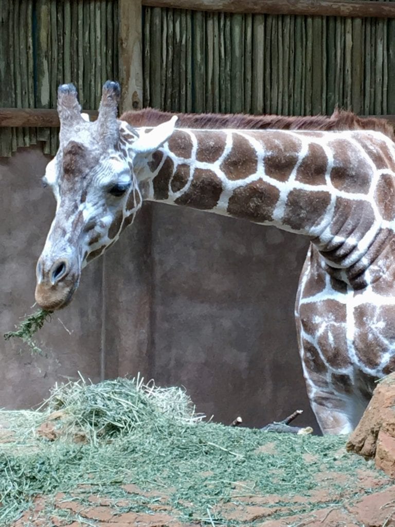 Lincoln Park Zoo 