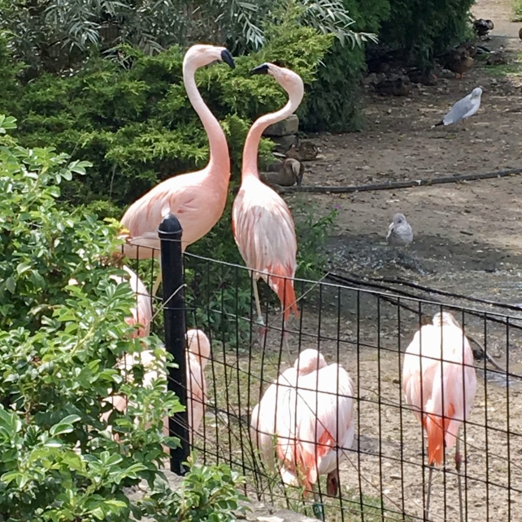 Lincoln Park Zoo 