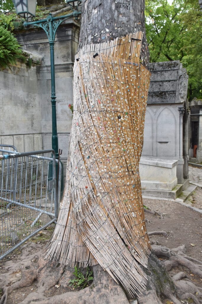 Gum tree 