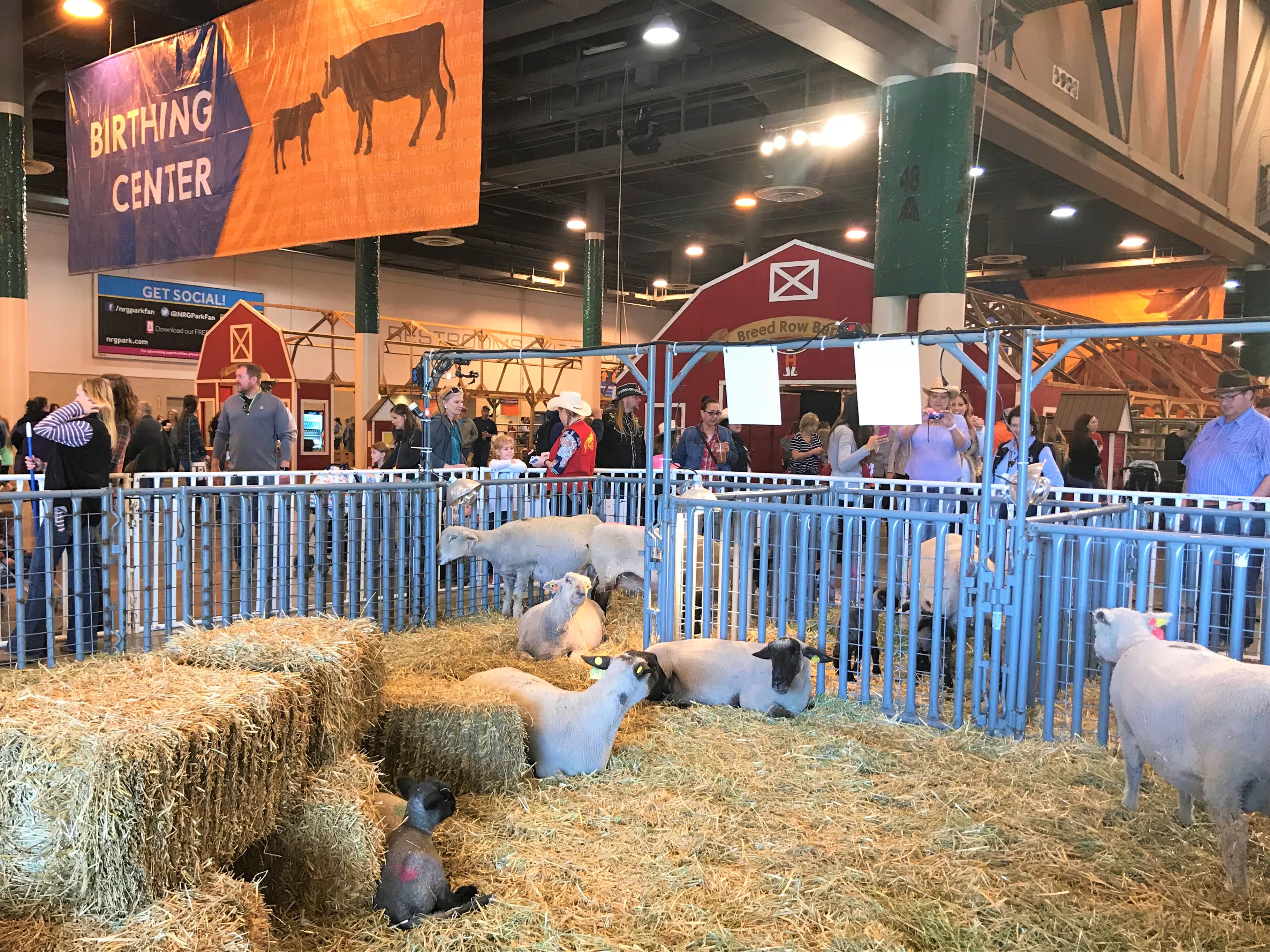 Houston Livestock Show And Rodeo –a Family Tradition | DesignDestinations