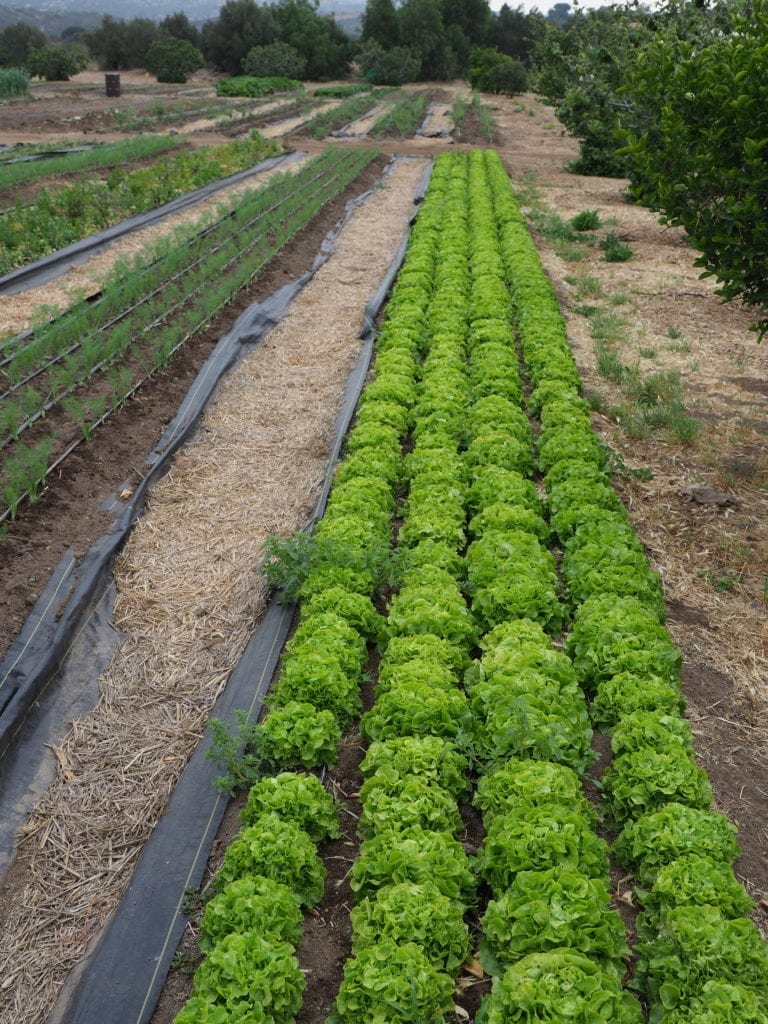 Organic Garden at the Ranch 
