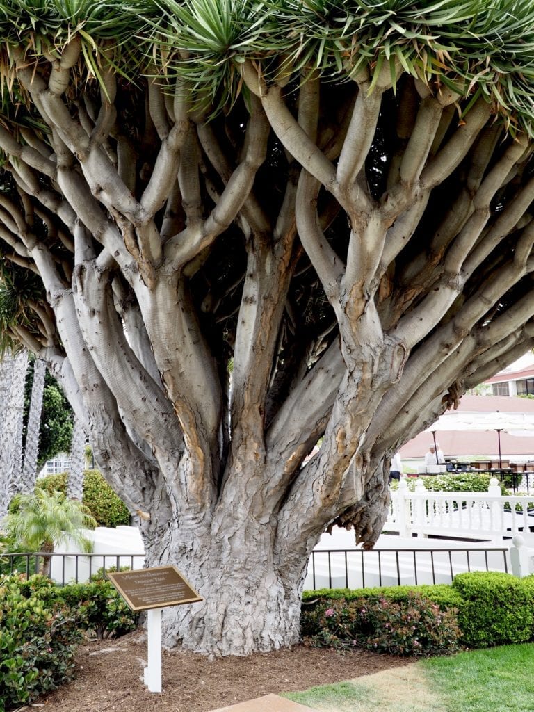 The Dragon Tree 
