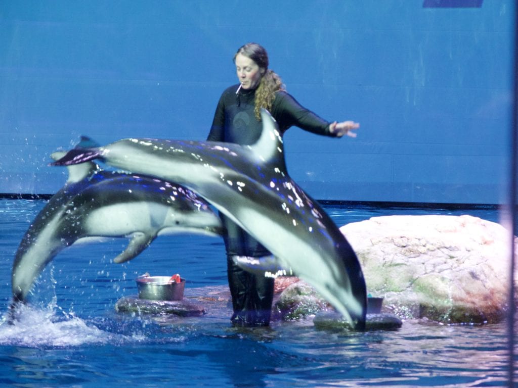 Shedd Aquarium 