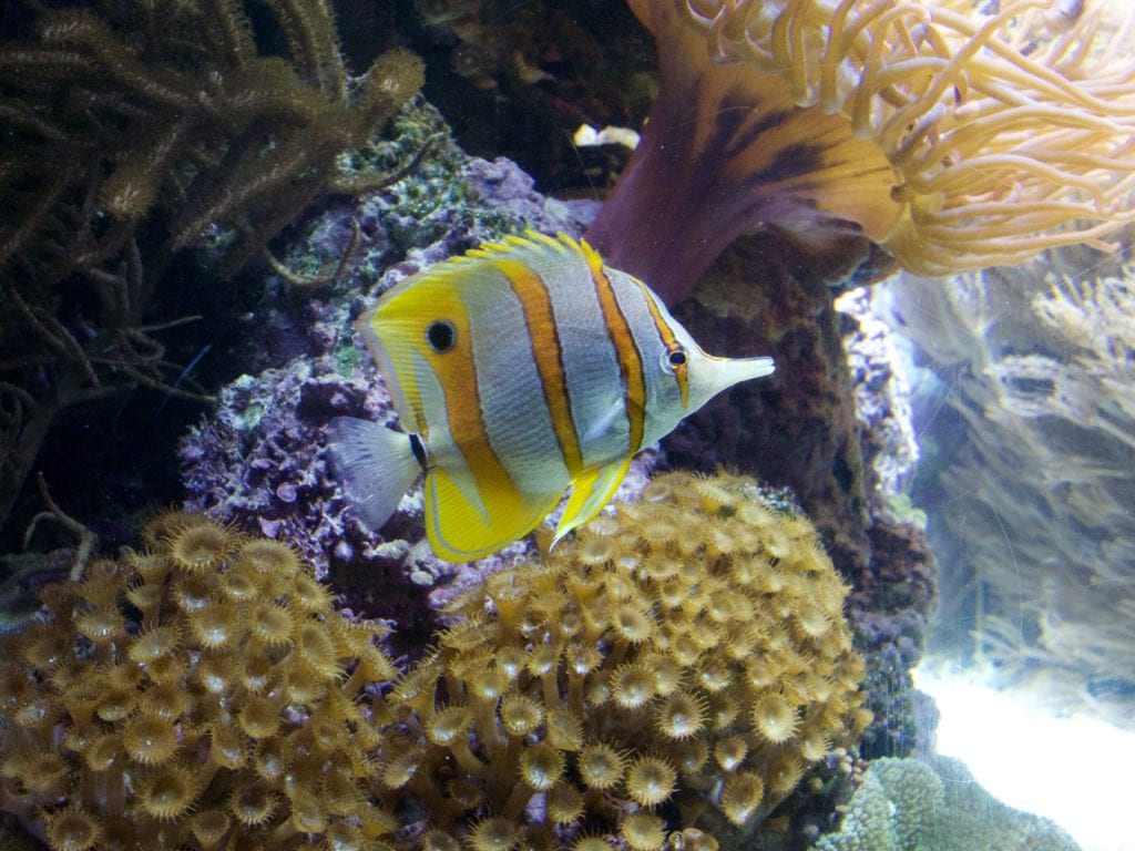 Shedd Aquarium 