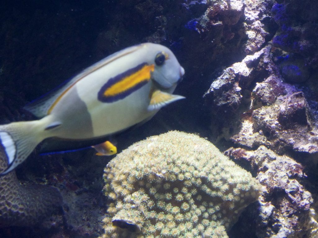 Shedd Aquarium 