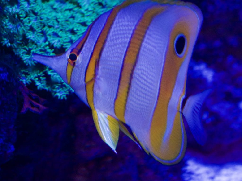 Shedd Aquarium 
