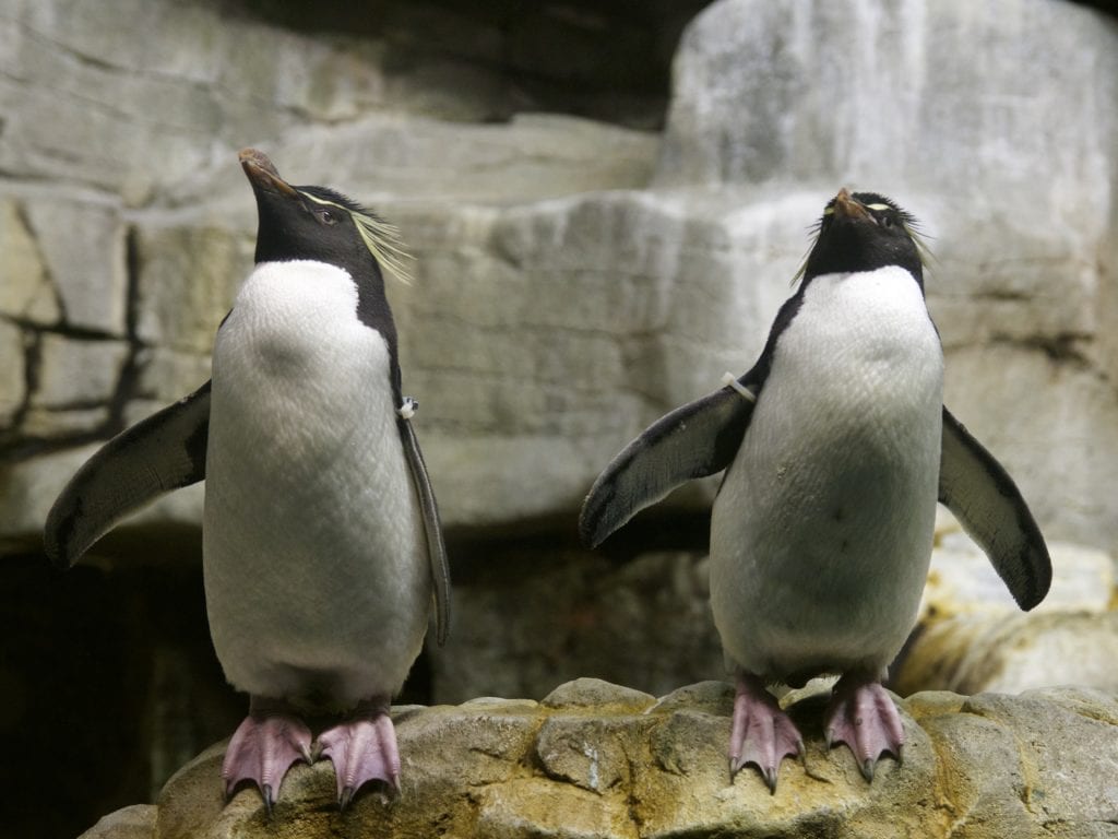 Shedd Aquarium 