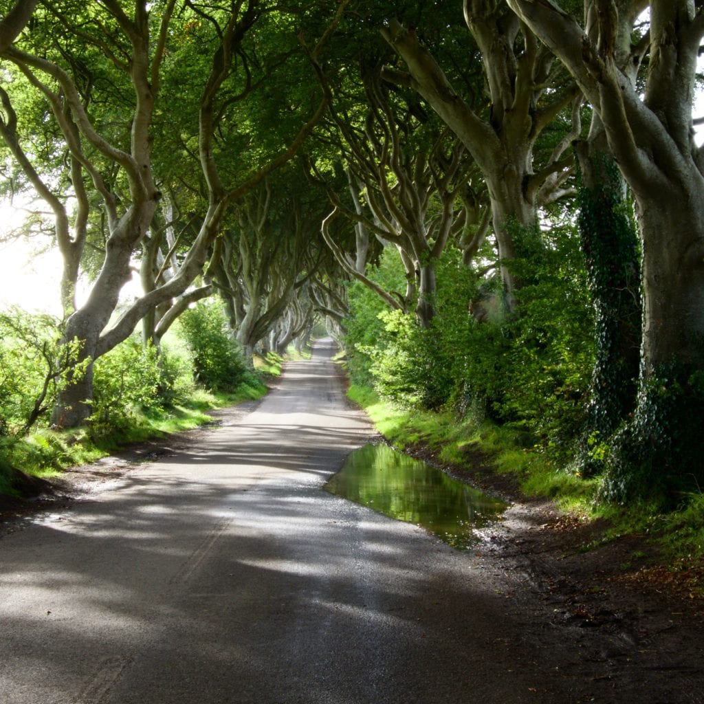 Dark Hedges 