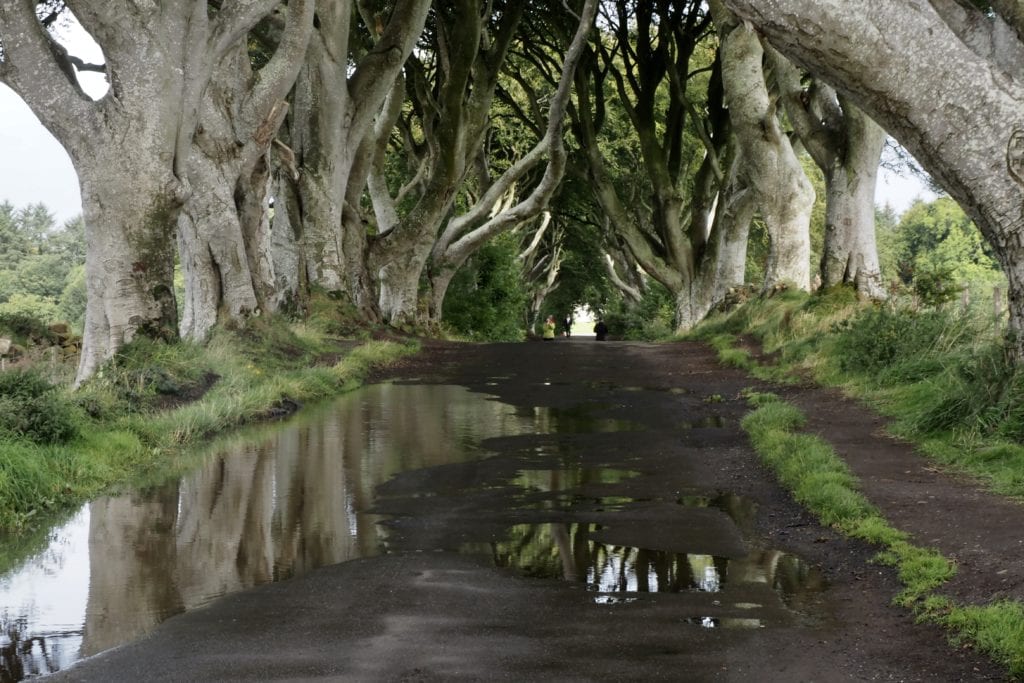 Dark Hedges 