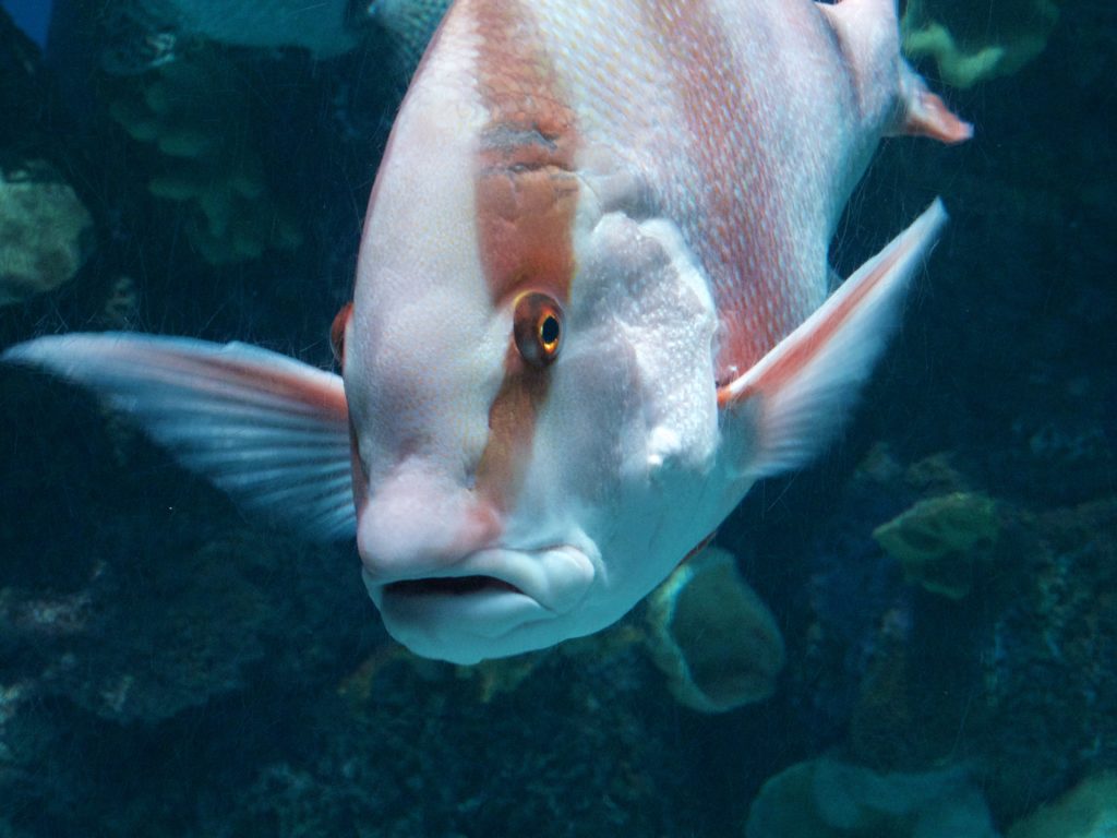 Shedd Aquarium 