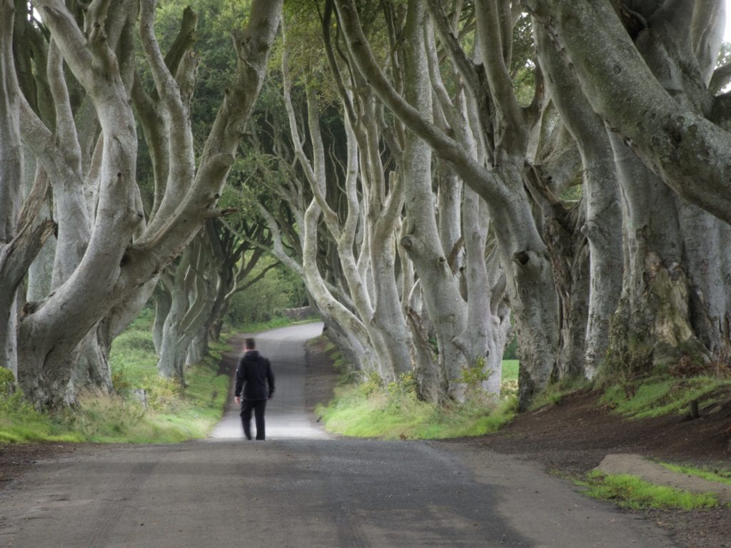 Dark Hedges 