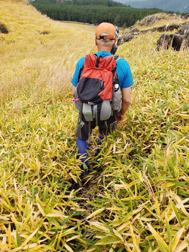 Bamboo Walking 