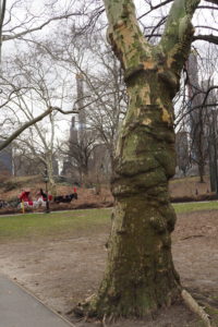Central Park, New York City 