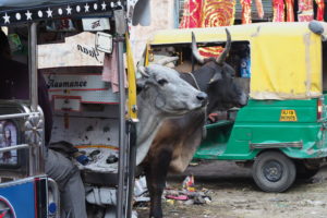 More Cows in Jodhpur 