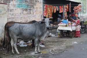 Cows in the mix of vendors. 