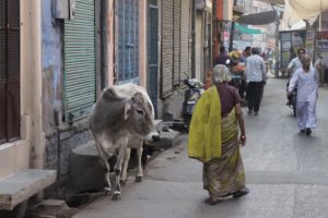 Be careful of Cows 