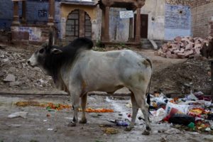Jodhpur central city 