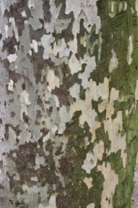 Central Park, New York City 
