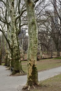 Central Park, New York City 