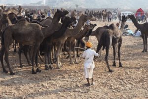 Pushkar Camel Festival 