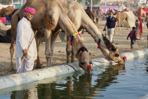 Pushkar Camel Festival 