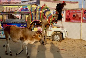 Camels and cows at the Pushkar Camel Festival 