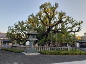 The amazing and clearly very old tree.